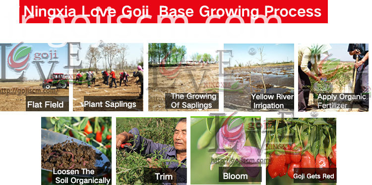 Nouveau procédé naturel de culture de baies de Goji New Natural Goji Berry growing process